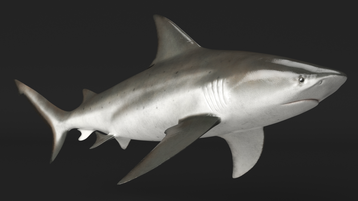 Realistic Bull Shark Rigged 3D