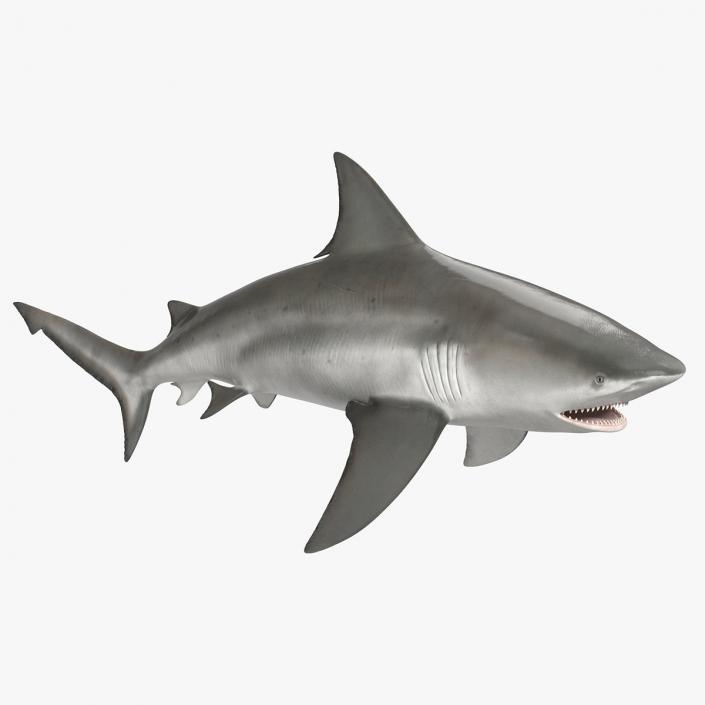 Realistic Bull Shark Rigged 3D