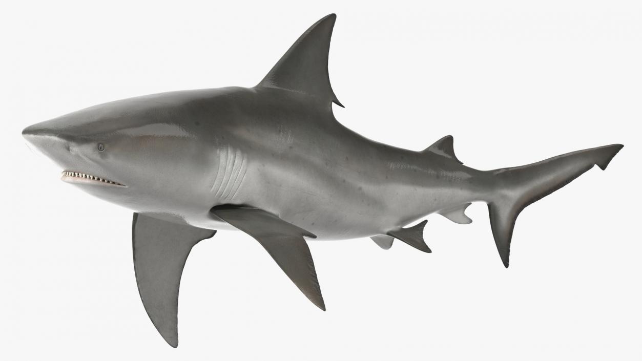 Realistic Bull Shark Rigged 3D