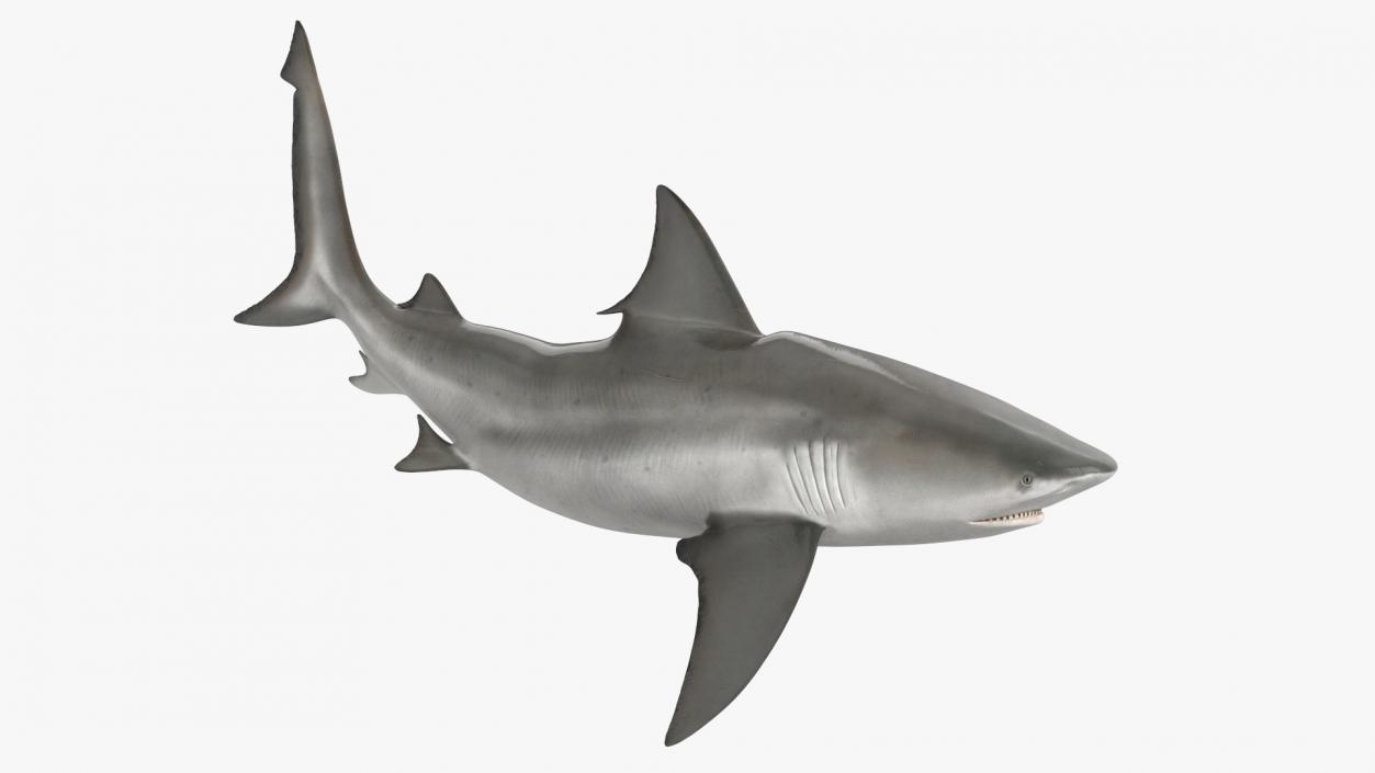 Realistic Bull Shark Rigged 3D