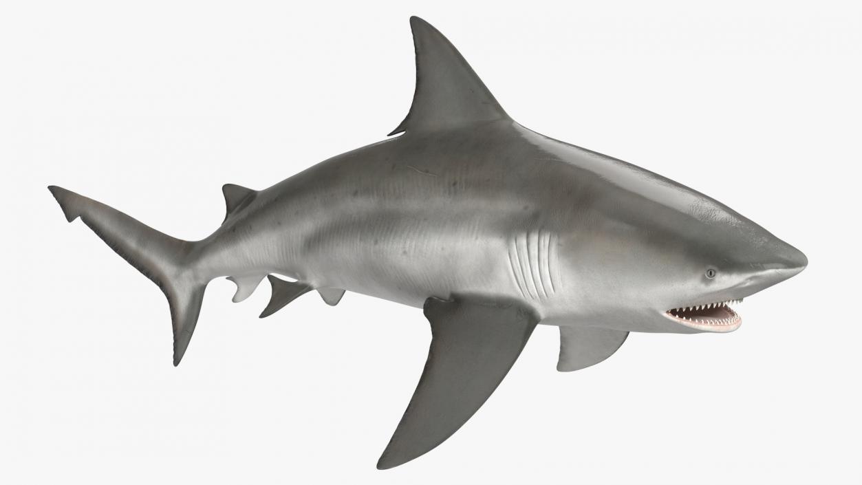 Realistic Bull Shark Rigged 3D