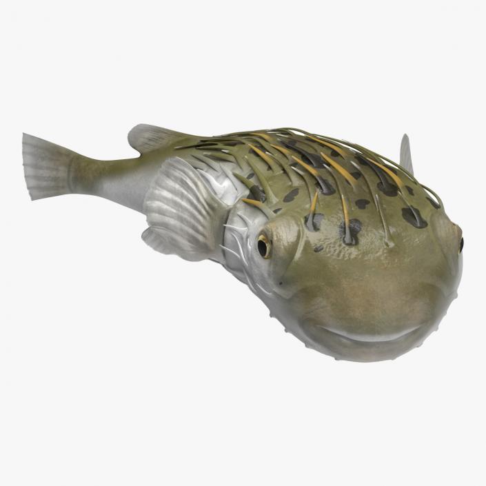 Puffer Fish Rigged for Cinema 4D 3D