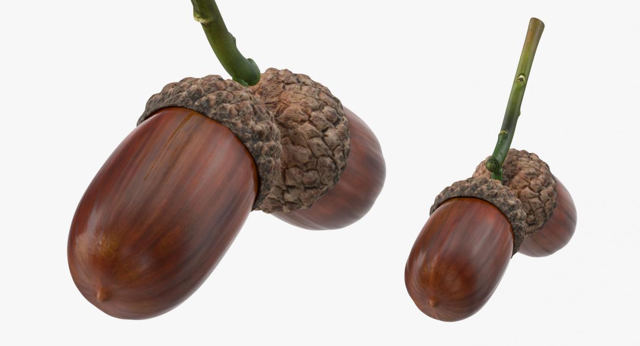 3D model Two Acorns on Branch