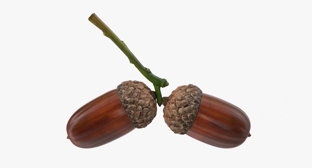 3D model Two Acorns on Branch