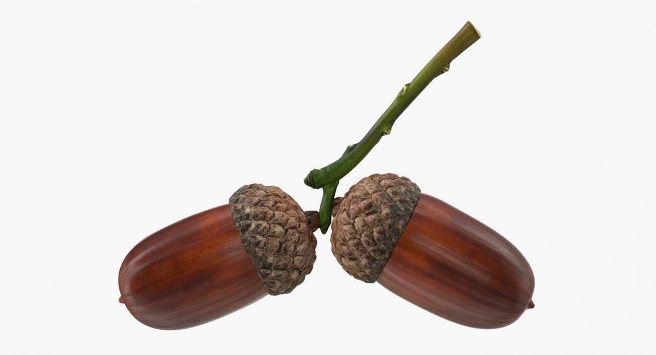 3D model Two Acorns on Branch