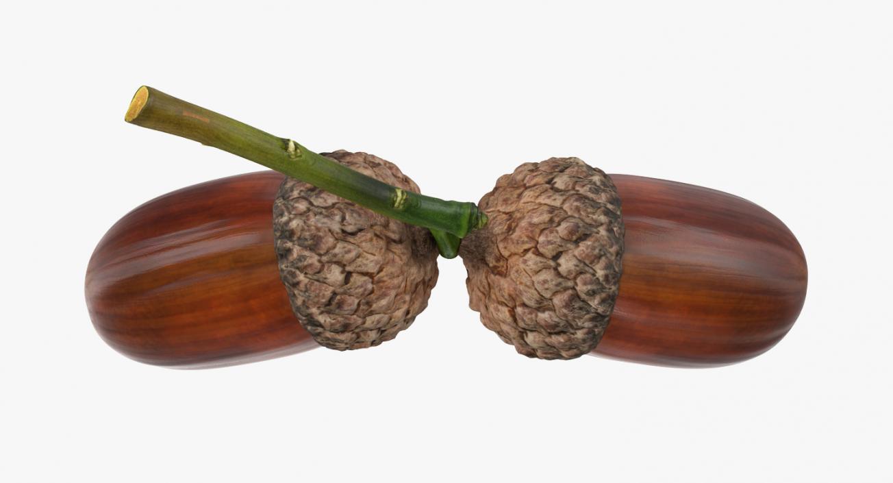 3D model Two Acorns on Branch