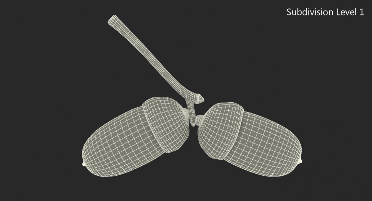 3D model Two Acorns on Branch