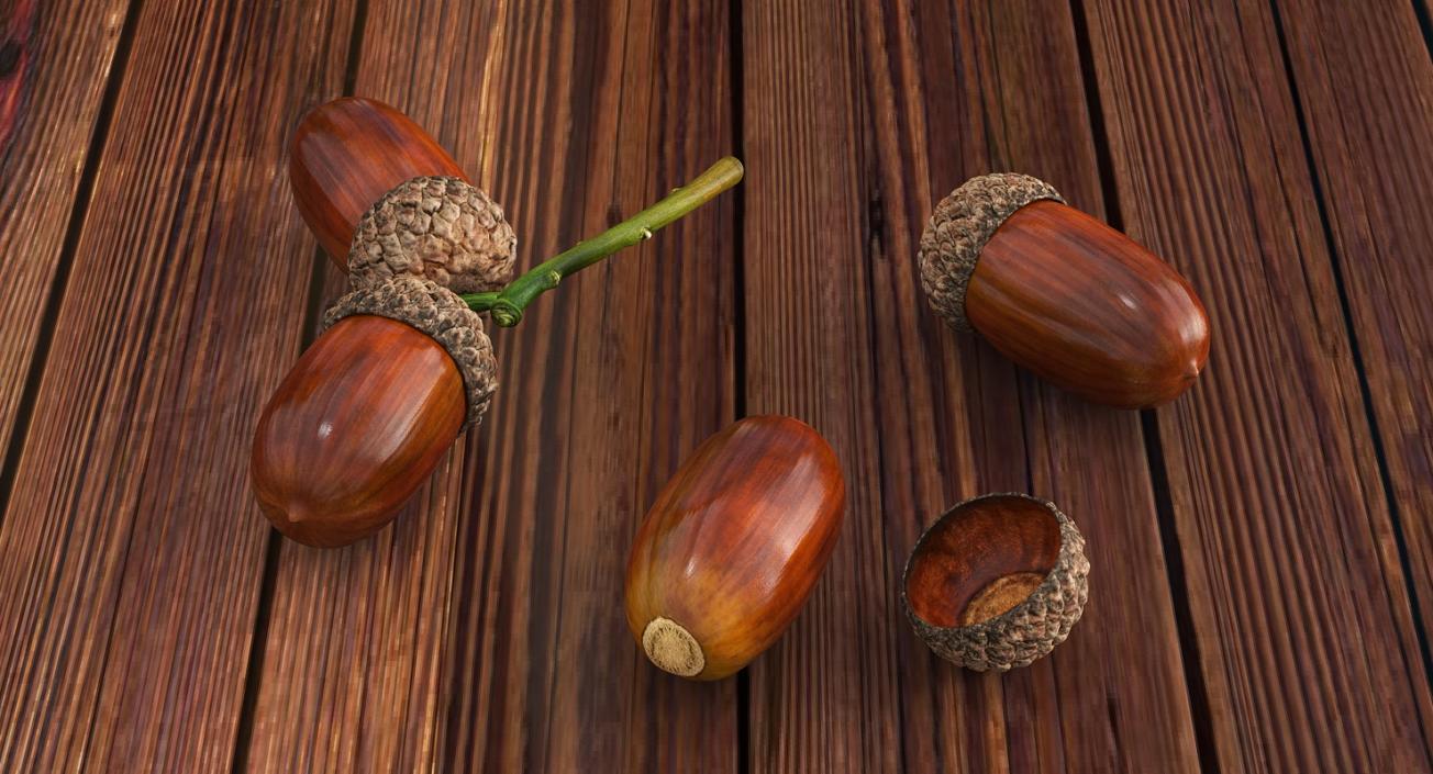 3D model Two Acorns on Branch