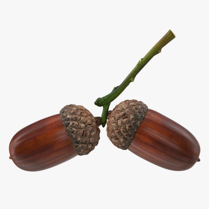 3D model Two Acorns on Branch