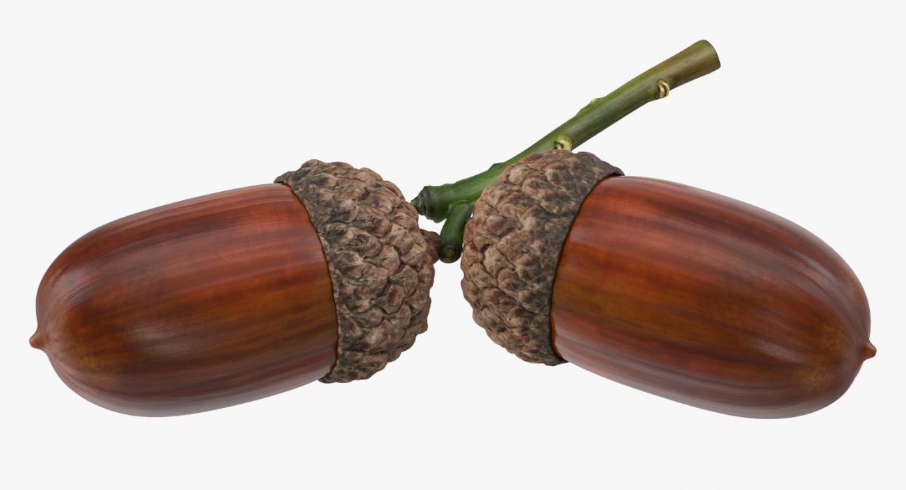 3D model Two Acorns on Branch