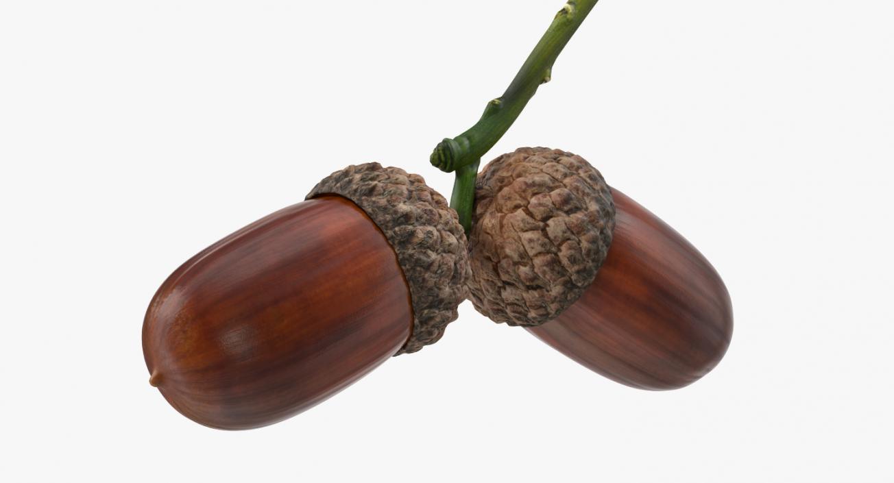 3D model Two Acorns on Branch