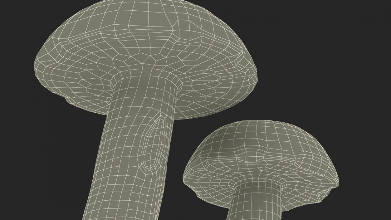 Brown Cap Boletus 2 3D model