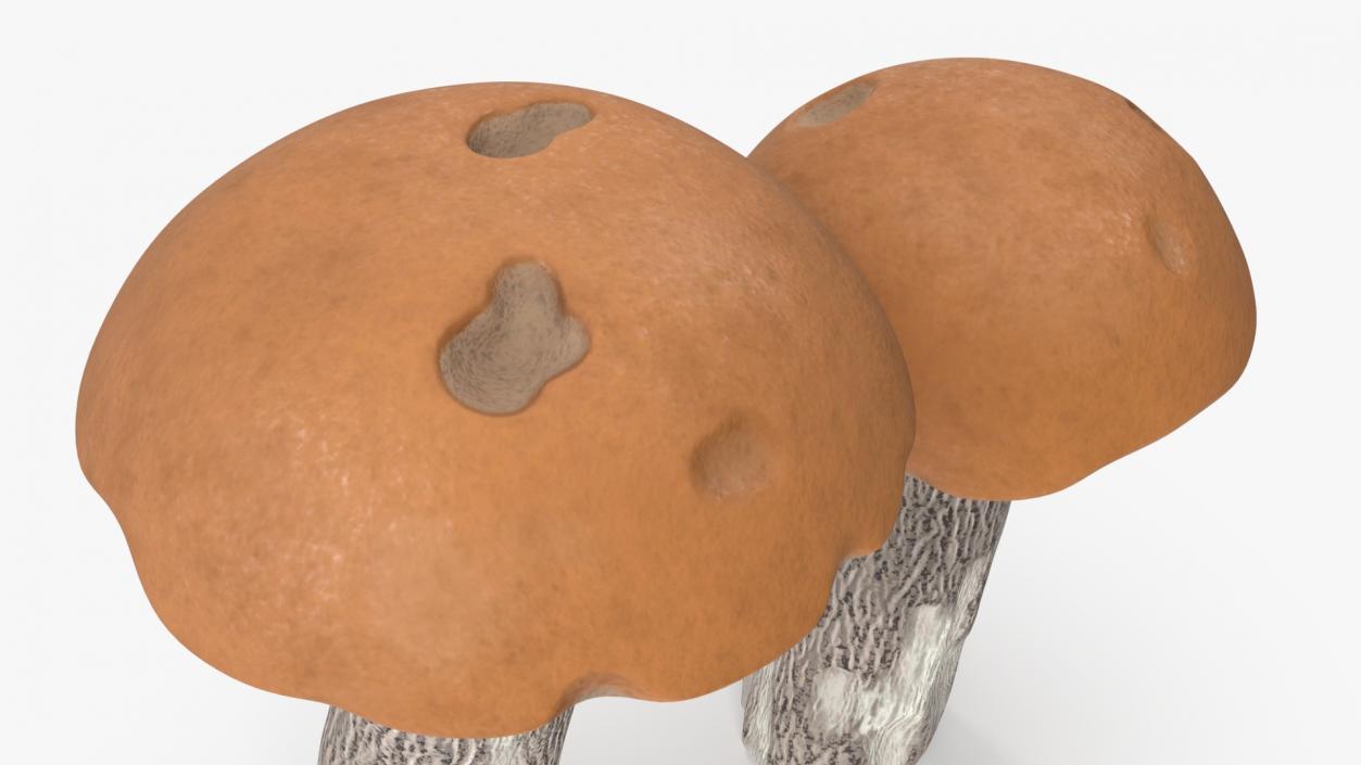 Brown Cap Boletus 2 3D model