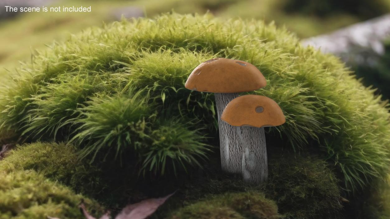 Brown Cap Boletus 2 3D model