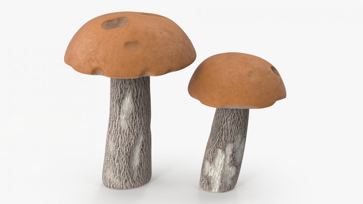 Brown Cap Boletus 2 3D model