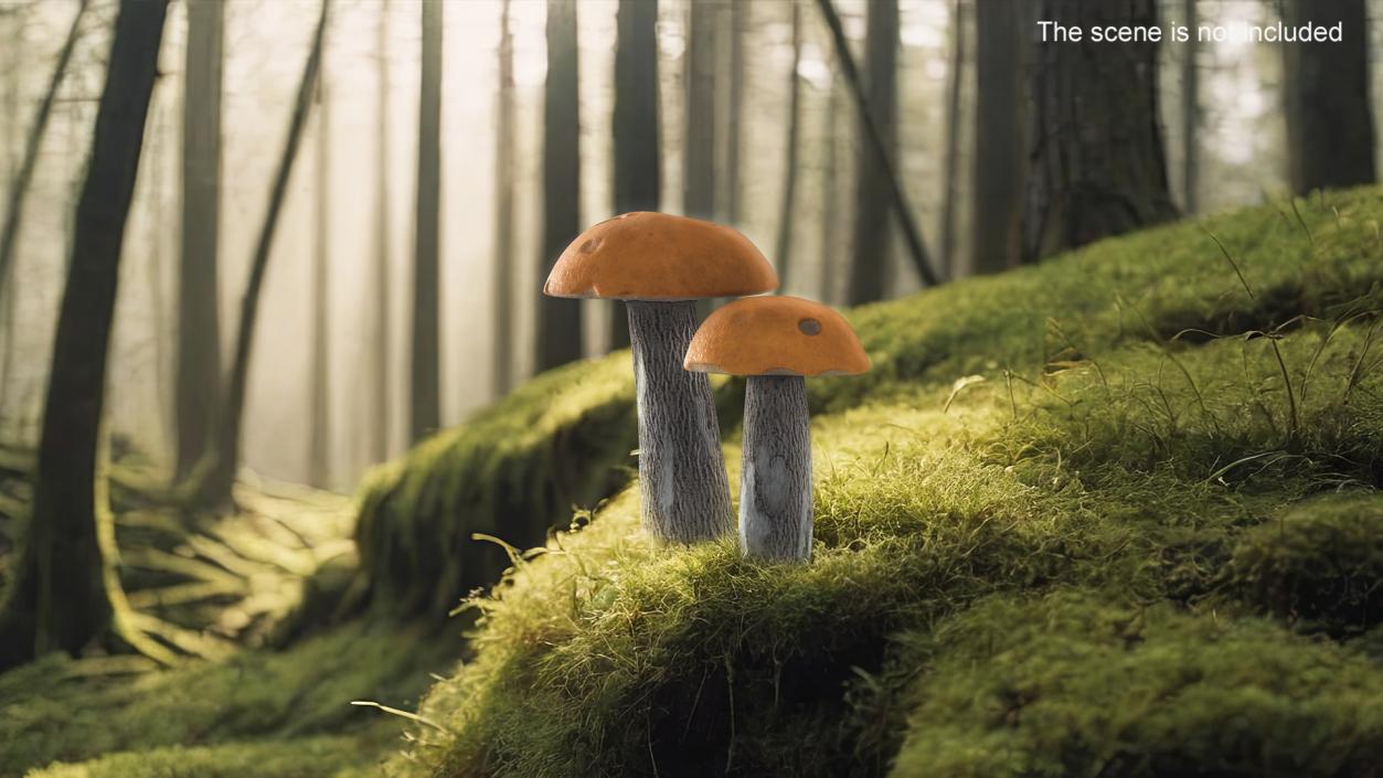 Brown Cap Boletus 2 3D model