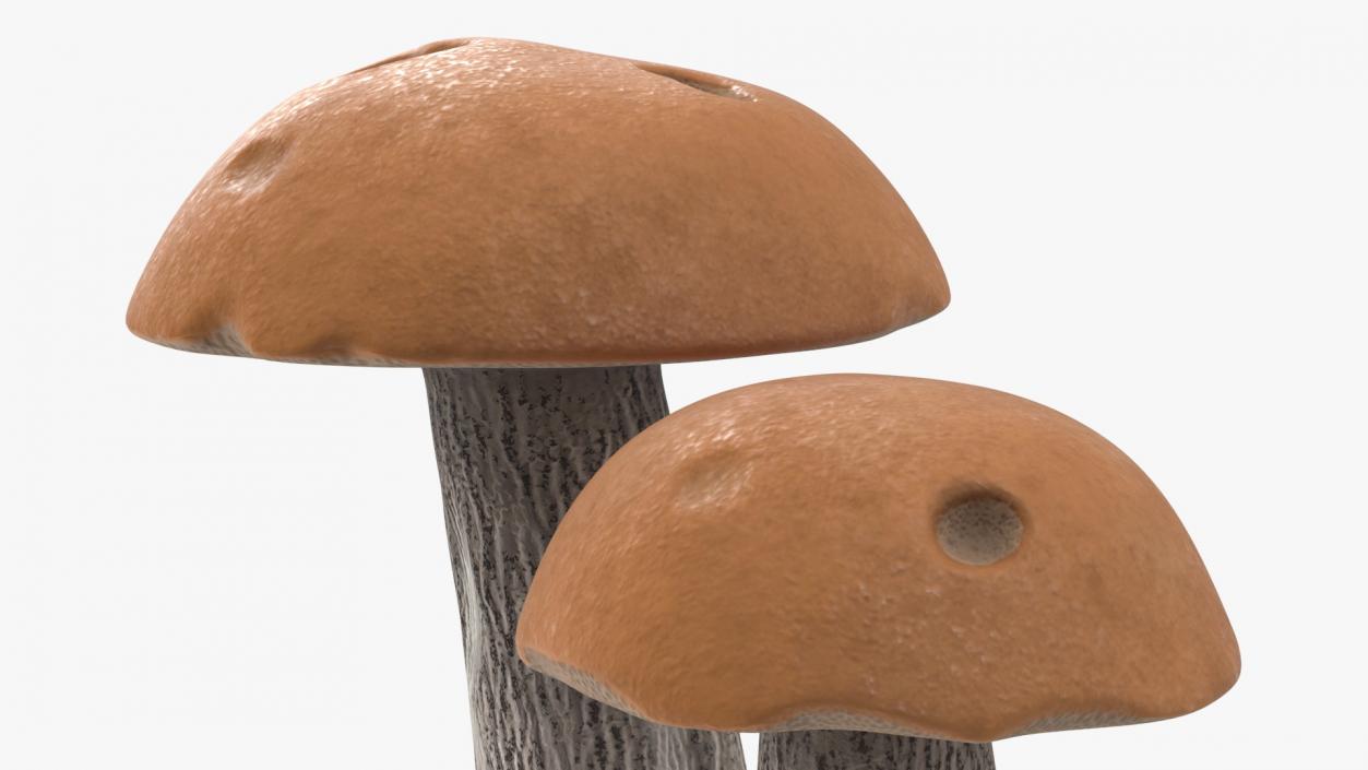 Brown Cap Boletus 2 3D model