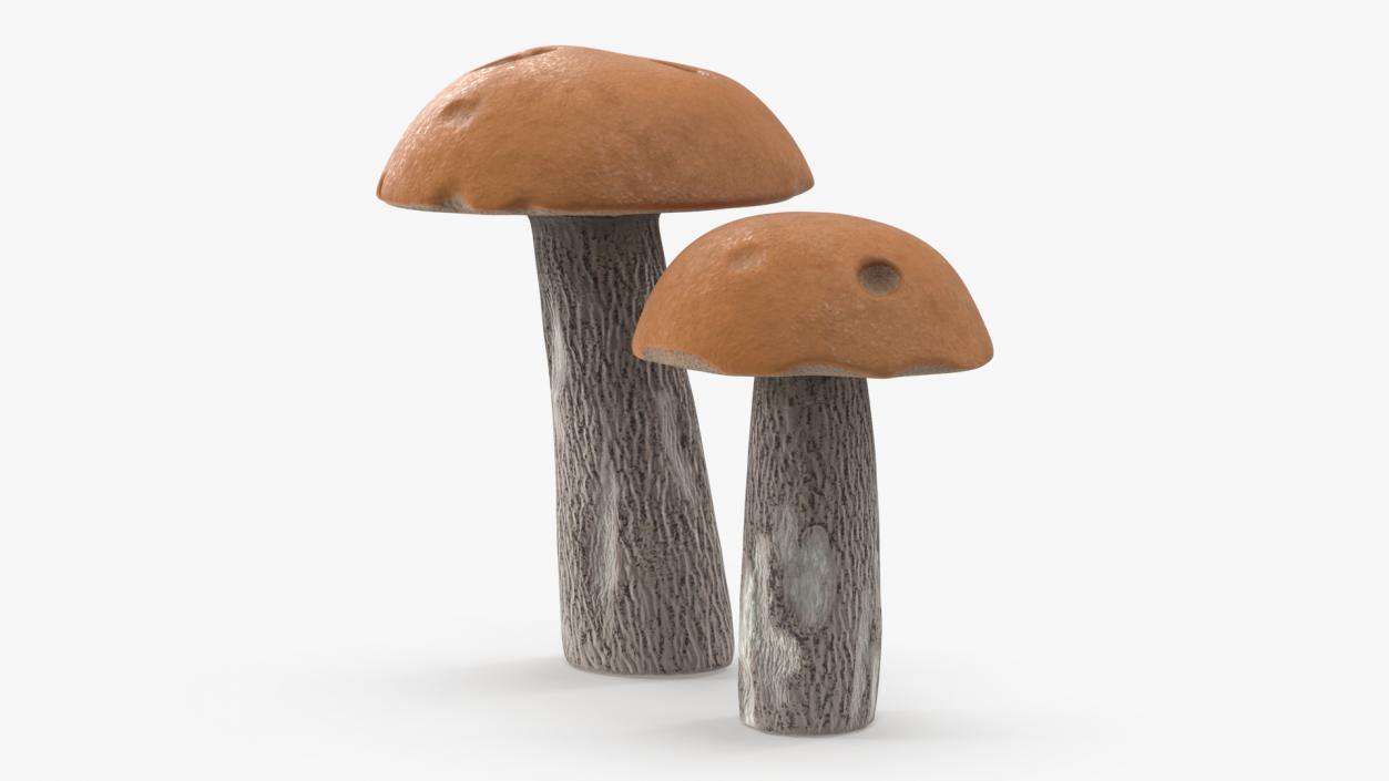 Brown Cap Boletus 2 3D model