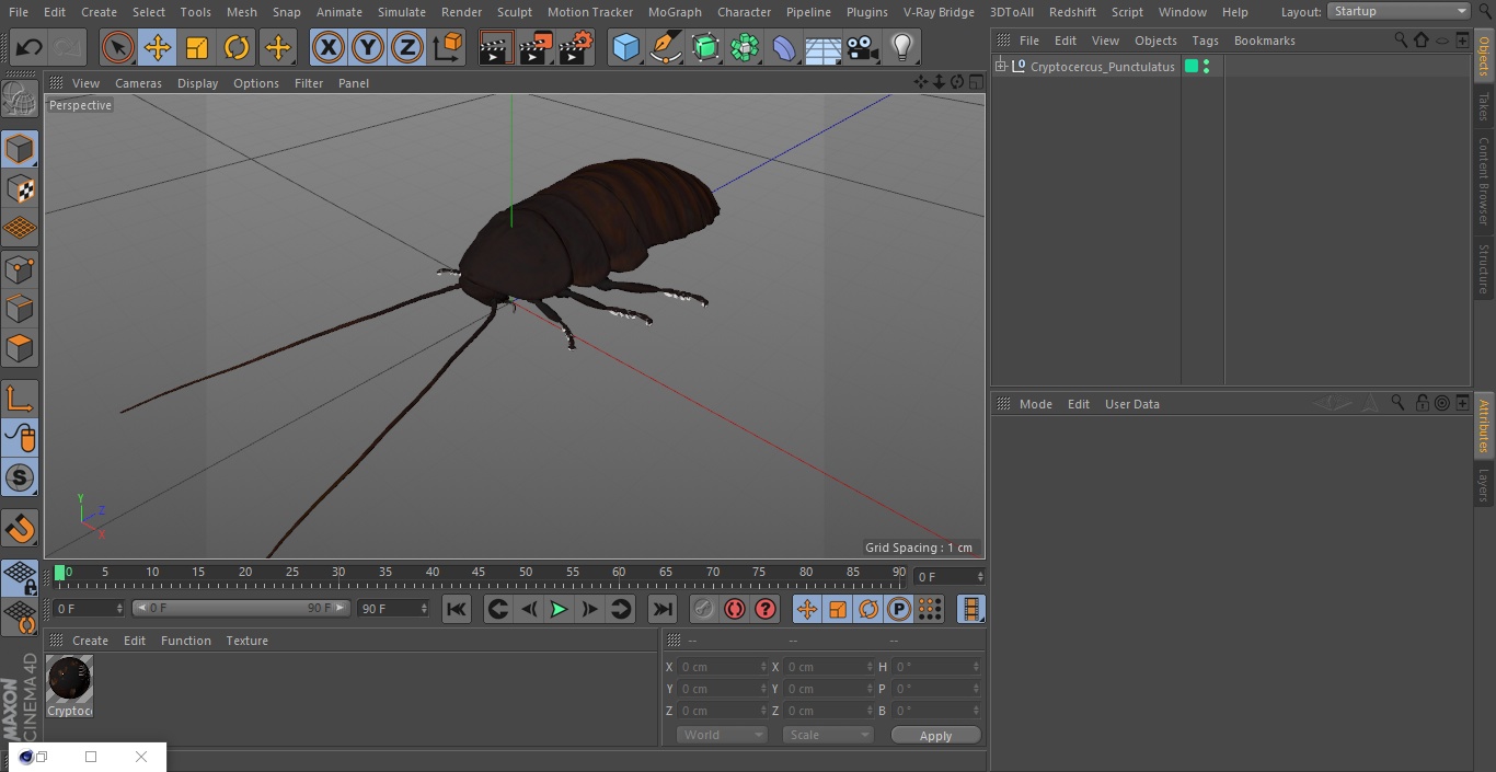 Cryptocercus Punctulatus 3D model