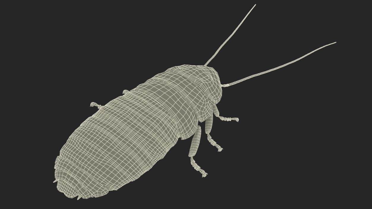 Cryptocercus Punctulatus 3D model