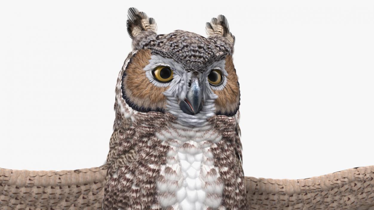 3D Great Horned Owl T-Pose model