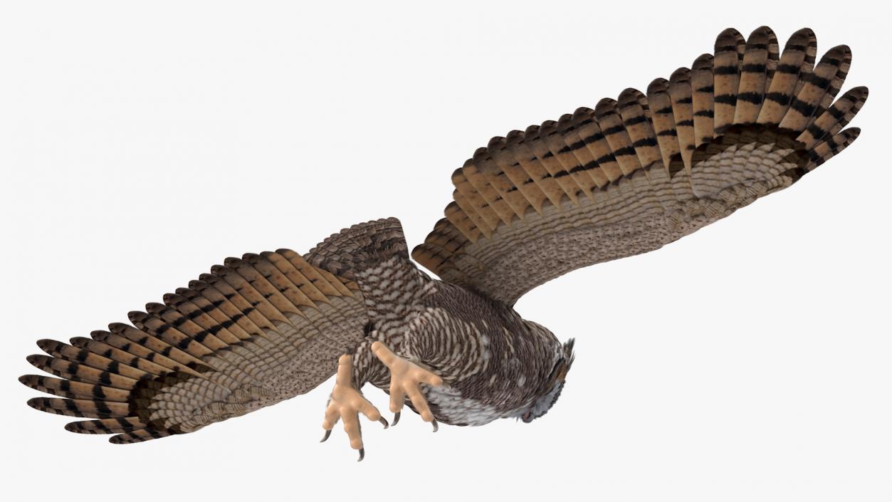 3D Great Horned Owl T-Pose model