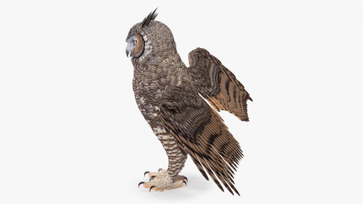 3D Great Horned Owl T-Pose model