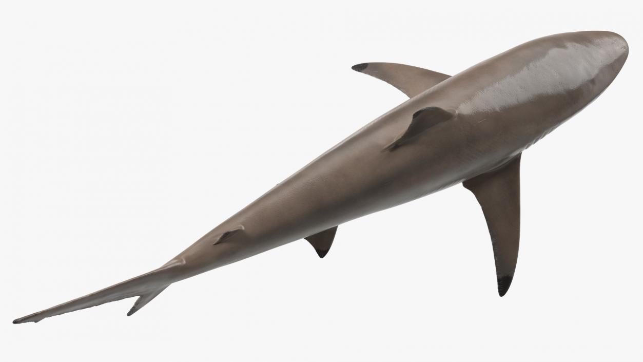 3D Realistic Spinner Shark model