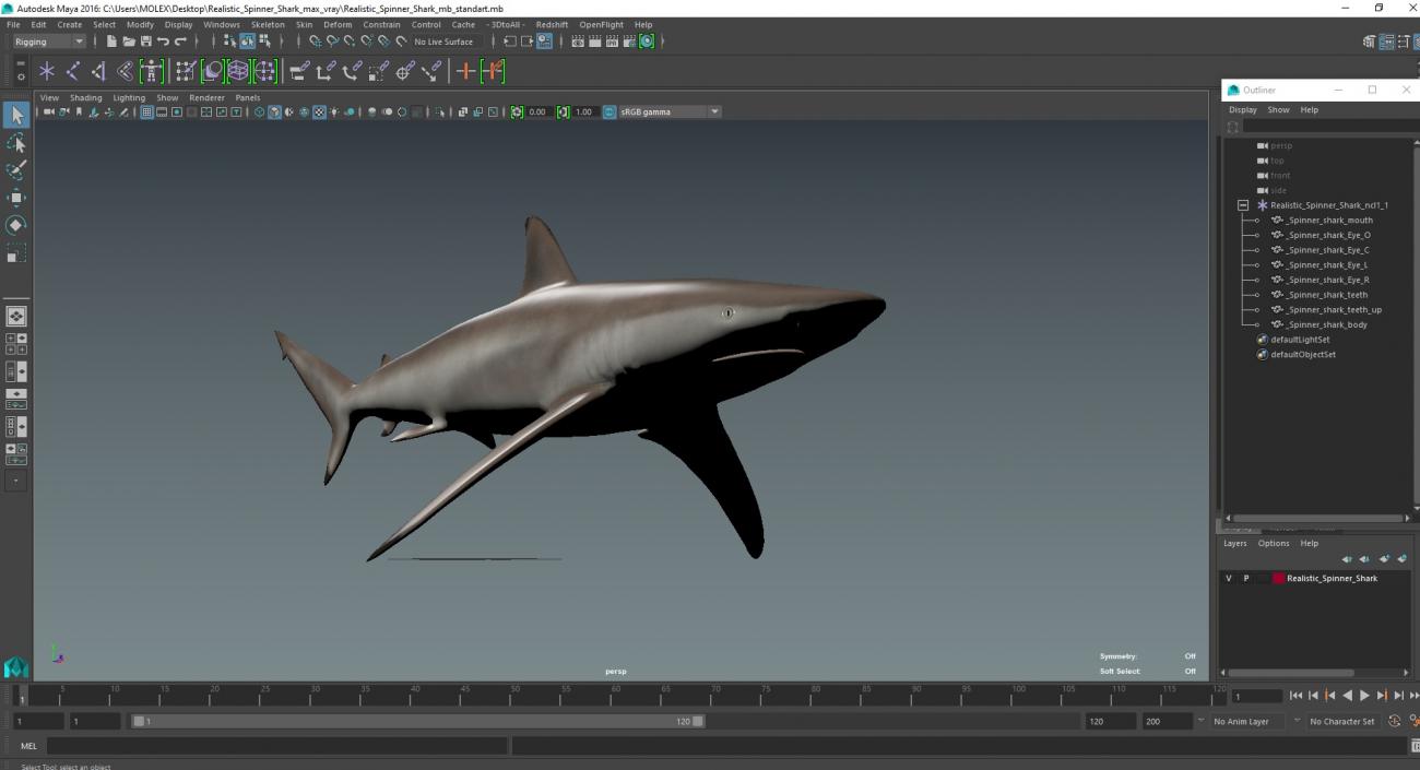 3D Realistic Spinner Shark model