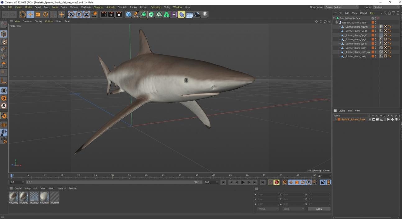 3D Realistic Spinner Shark model