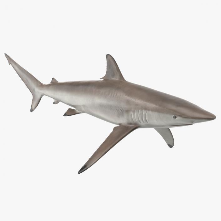 3D Realistic Spinner Shark model