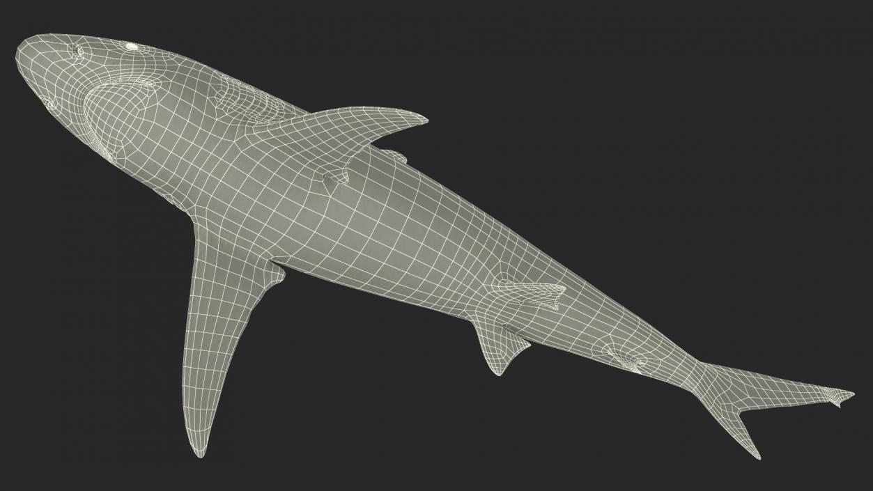 3D Realistic Spinner Shark model