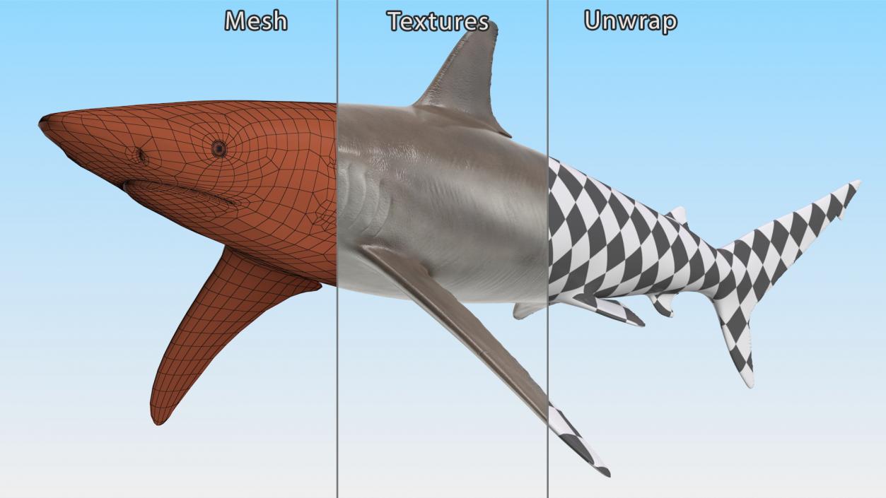 3D Realistic Spinner Shark model