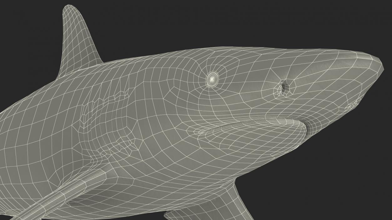 3D Realistic Spinner Shark model