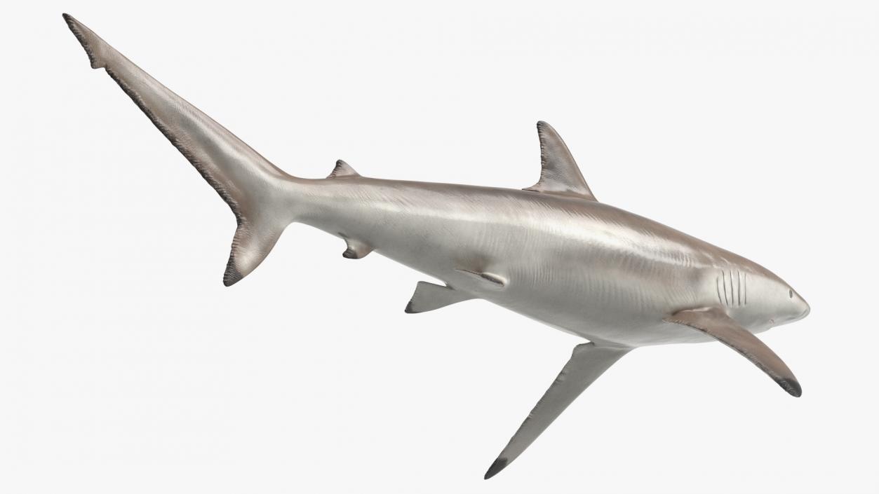 3D Realistic Spinner Shark model