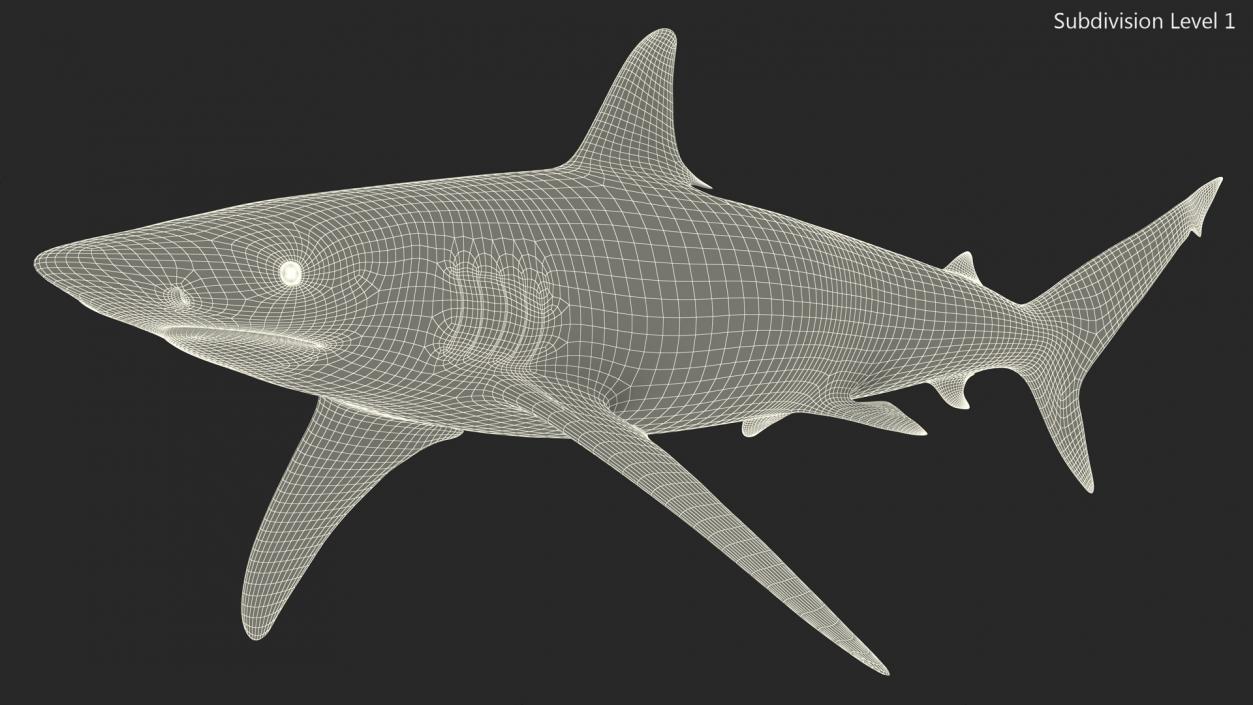 3D Realistic Spinner Shark model