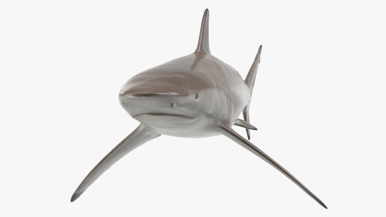 3D Realistic Spinner Shark model