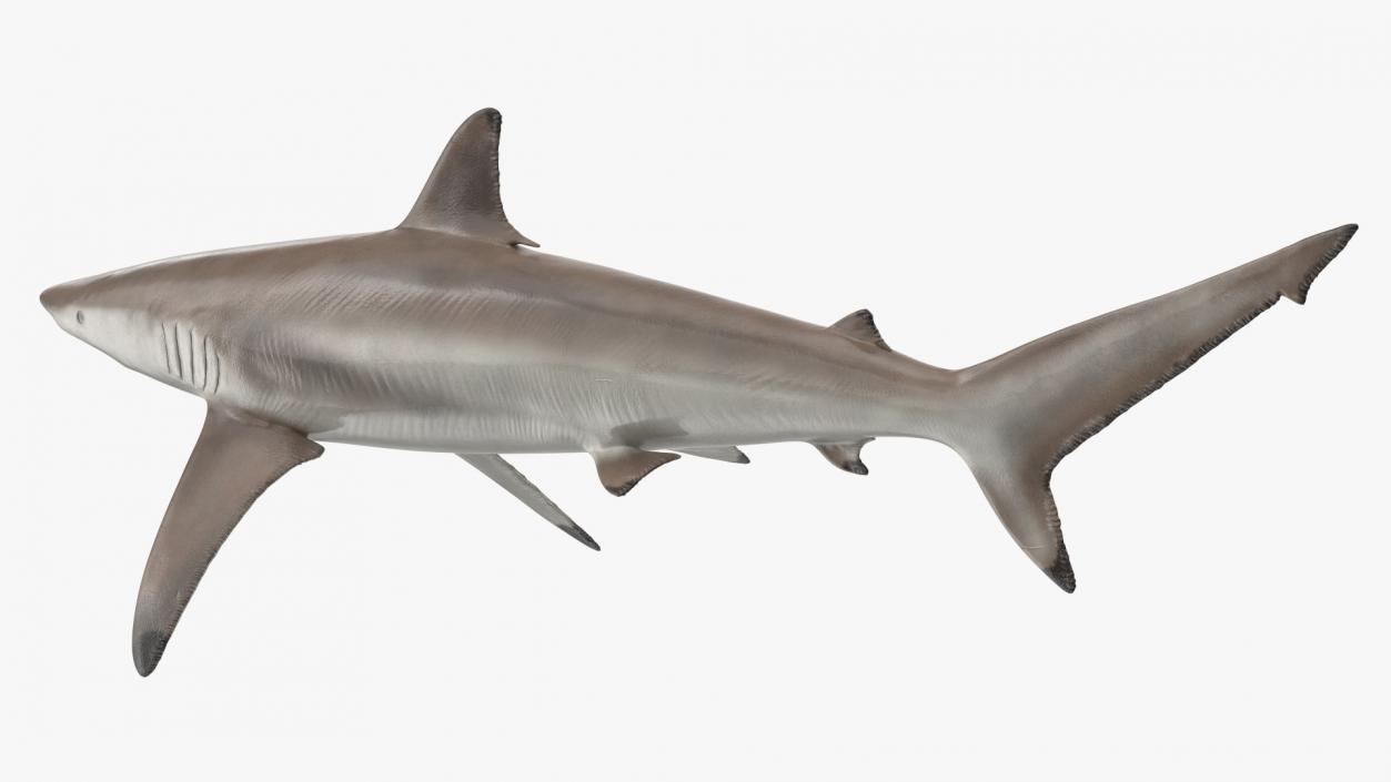 3D Realistic Spinner Shark model