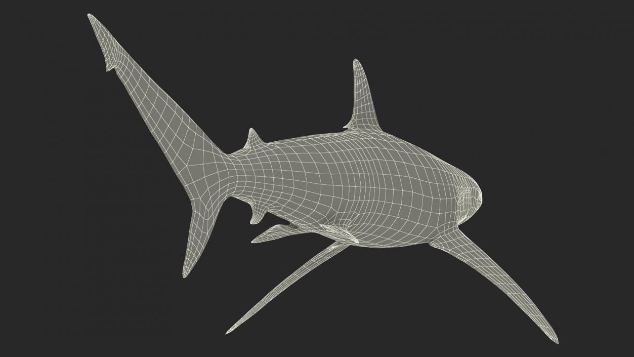 3D Realistic Spinner Shark model