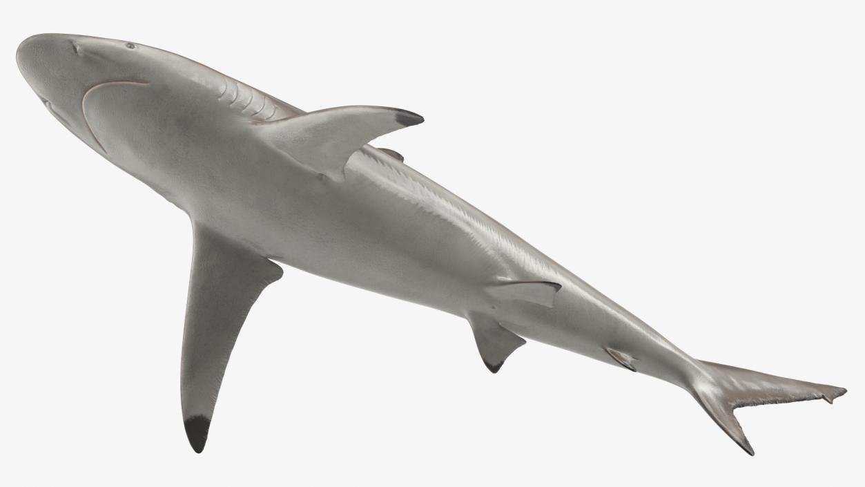 3D Realistic Spinner Shark model