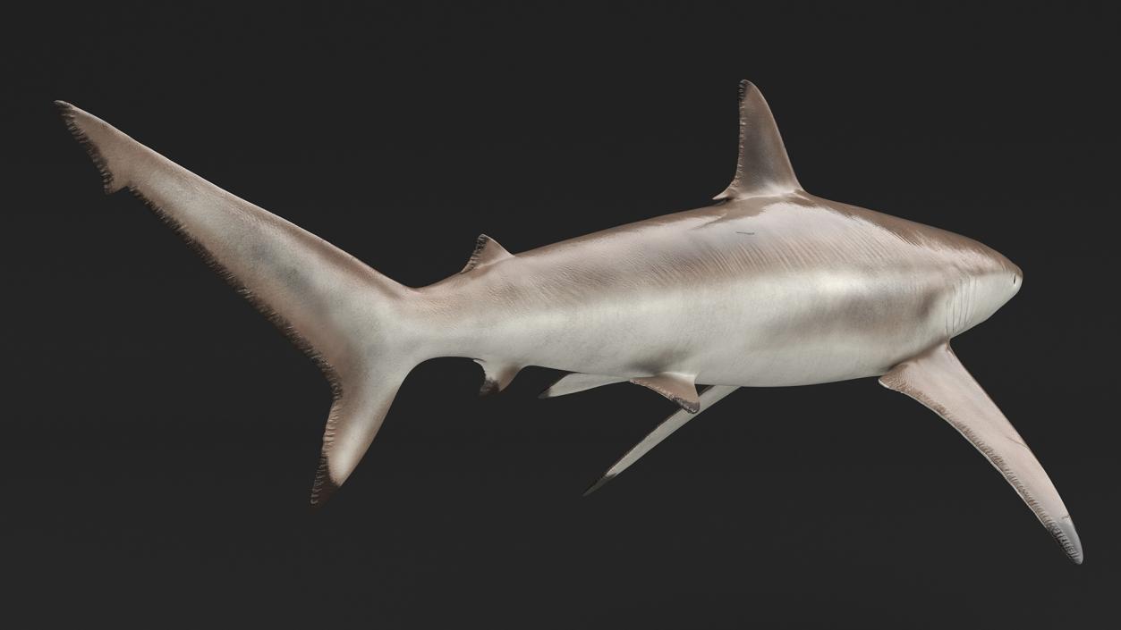 3D Realistic Spinner Shark model