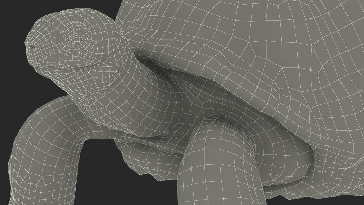 3D Dirty Old Giant Turtle Stand Pose(1)