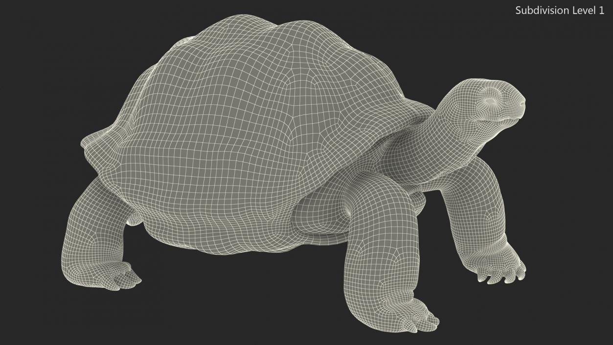 3D Dirty Old Giant Turtle Stand Pose(1)