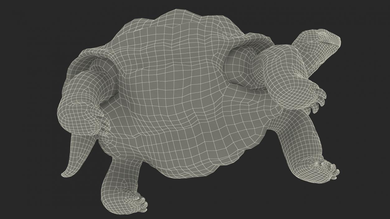 3D Dirty Old Giant Turtle Stand Pose(1)