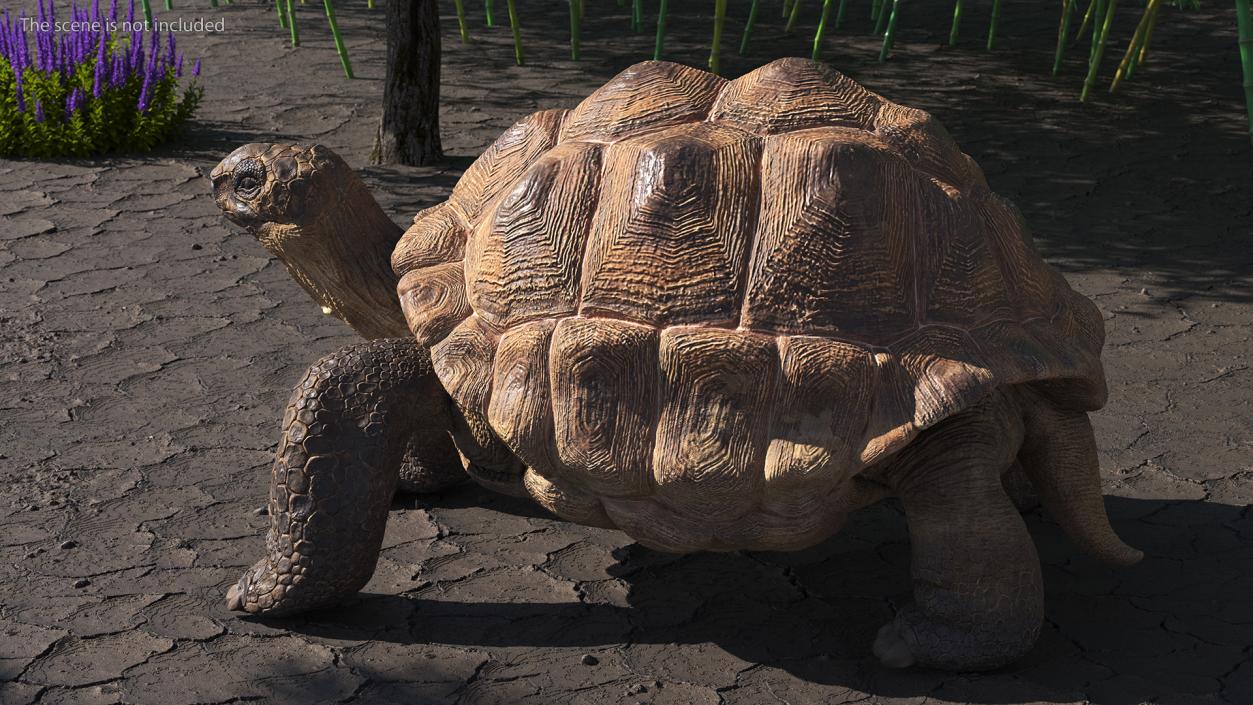 3D Dirty Old Giant Turtle Stand Pose(1)