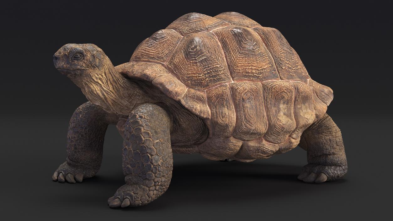 3D Dirty Old Giant Turtle Stand Pose(1)