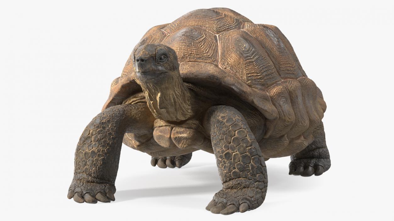 3D Dirty Old Giant Turtle Stand Pose(1)