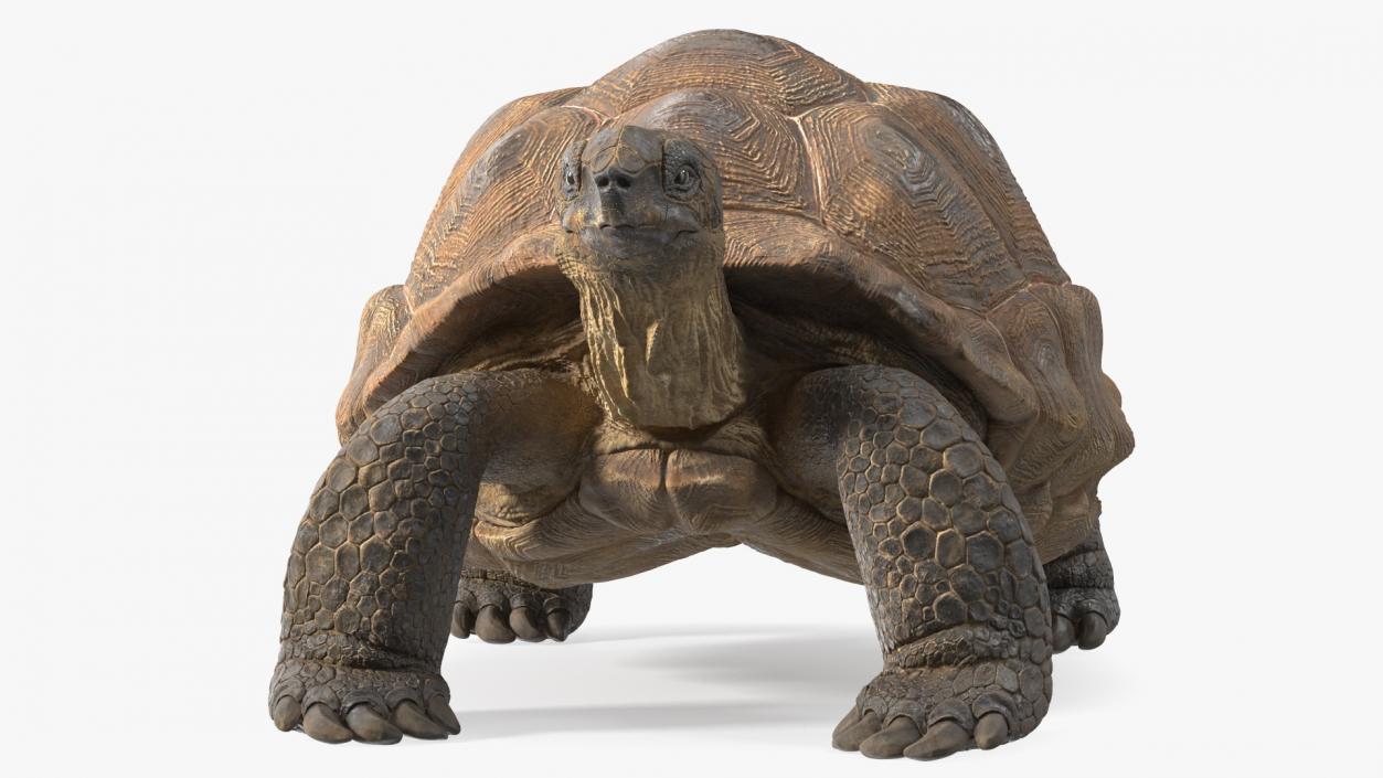 3D Dirty Old Giant Turtle Stand Pose(1)