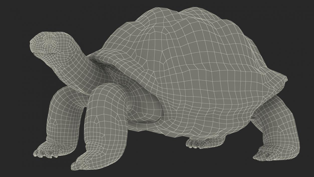 3D Dirty Old Giant Turtle Stand Pose(1)