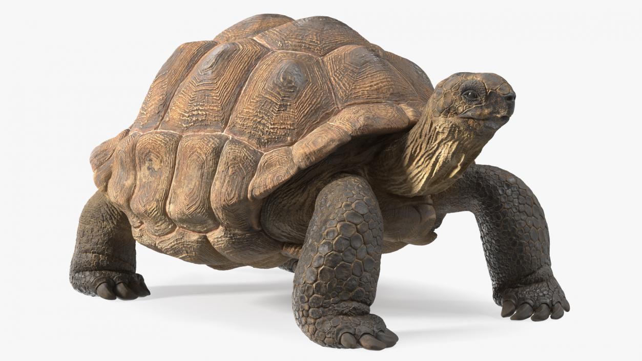 3D Dirty Old Giant Turtle Stand Pose(1)